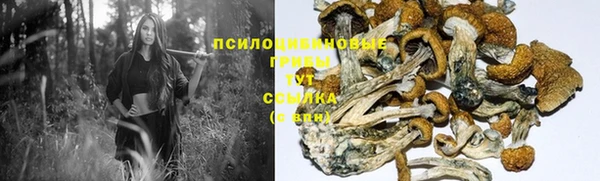 ПСИЛОЦИБИНОВЫЕ ГРИБЫ Алексеевка